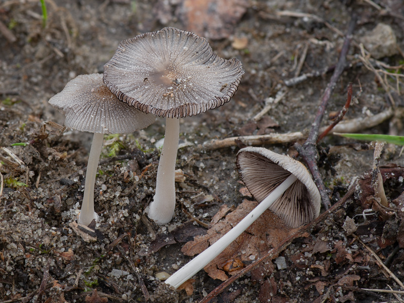 Coprinellus xanthothrix